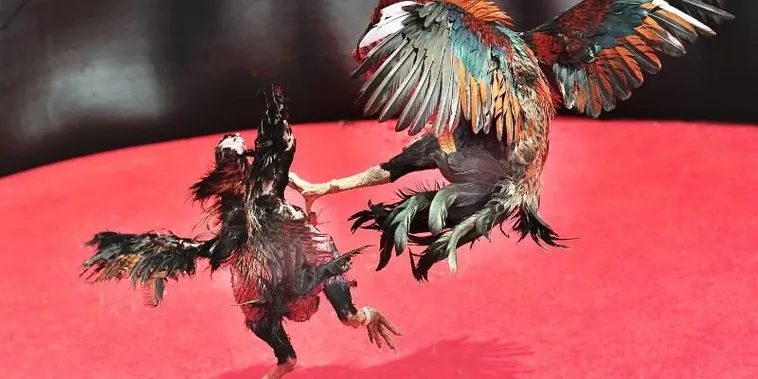 Bí Kíp Thống Trị Đá Gà Sabong Xoso66 Từ Các Chuyên Gia Hàng Đầu 1 Bí Kíp Thống Trị Đá Gà Sabong Xoso66 Từ Các Chuyên Gia Hàng Đầu